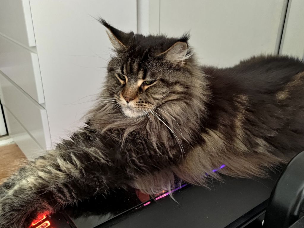 Maine Coon cat on a PC